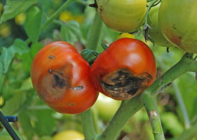 GARDENING: Do you have tomato troubles? - Metro Voice News