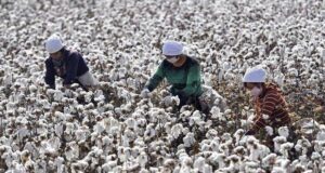 china cotton