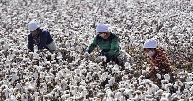 china cotton