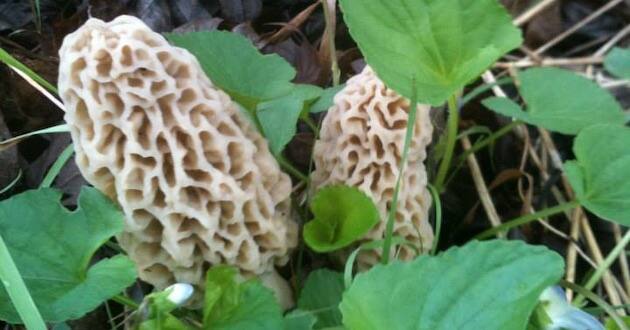 morel