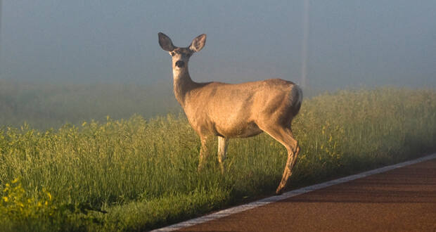 vehicle-deer crashes